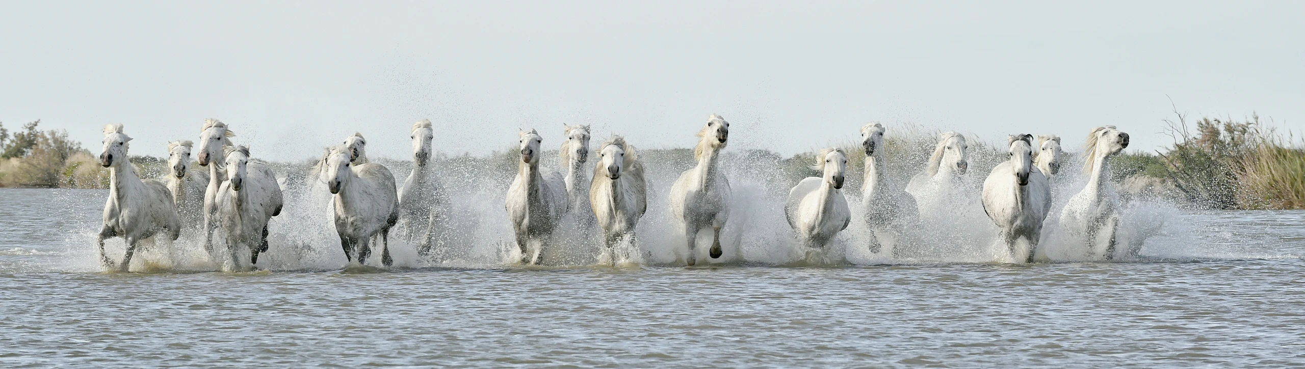 Voor diergeneesmiddelen en distributie